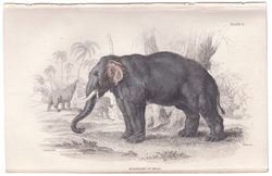 Elephant of India